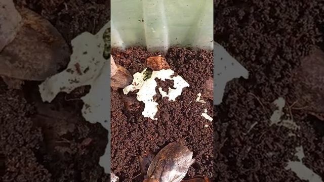 Тараканы архимандриты. Какие нужны условия для содержания и разведения. / ответы на вопросы. смотреть онлайн