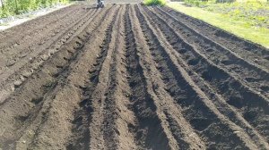 Посадка картофеля мотокультиватором Крафтсман используя окучник