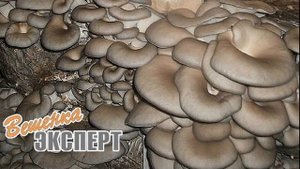 Болезни вешенки и брак грибных блоков. Дефекты плодовых тел. От чего зеленеют блоки вешенки.