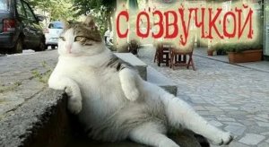 Приколы с котами Озвучка животных!