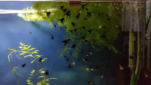 И снова мальки скалярий 200 + смотреть онлайн