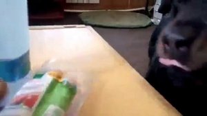 Будь у меня такая собака, я бы может и не женился бы никогда.