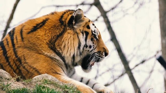 Рык тигра ,в предпоследним видео жосткий 🐯!!!#tiger #ruk #dikiy #zoopark