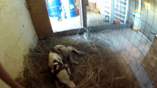 Корова отелилась днем в стойле. Мы опоздали! Что делать после отела? смотреть онлайн