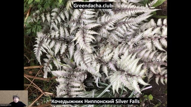 Папоротники: Aдиантум стоповидный Pedatum, Кочедыжник ниппонский Silver Falls и  Ocean Fury.