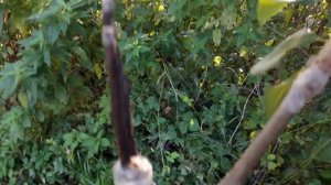 ПРИВИВКИ на РЯБИНЕ. ГРУША и БОЯРЫШНИК на РЯБИНЕ.