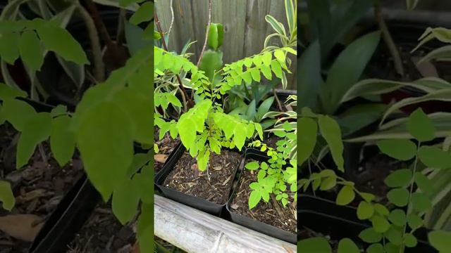 Can I grow a star fruit tree from a seed?