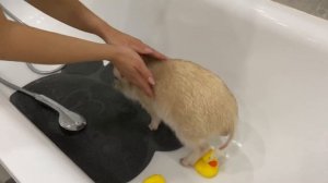 КАК ПОМЫТЬ СВИНЬЮ, КОТОРАЯ НЕ ЛЮБИТ МЫТЬСЯ