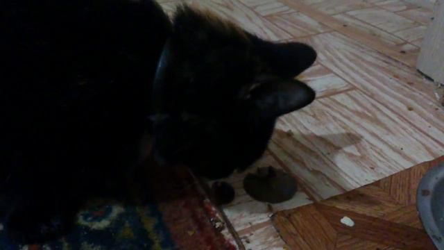 кошка кушает грибы(вареные опята) смотреть онлайн