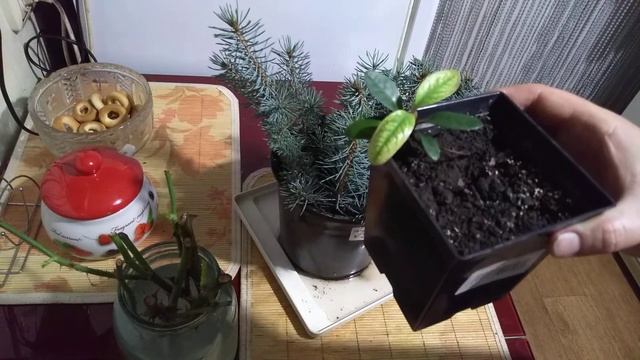 Черенкование голубой ели. Первый опыт. #черенкование,#черенкованиеосенью,#черенкованиеголубойели.