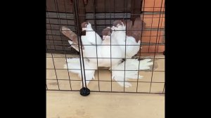 Голуби ️ Уральские монахи #голуби