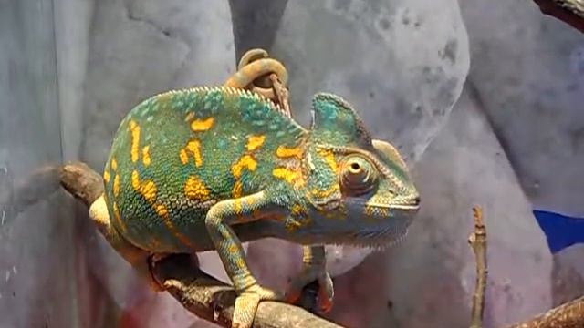 Йеменский хамелеон, самка смотреть онлайн