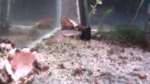 Ковровый элеотрис