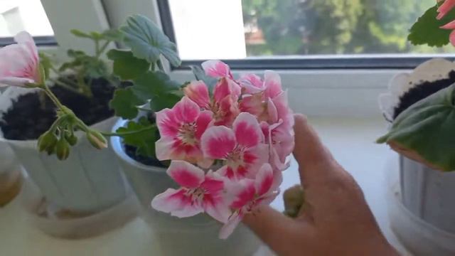 Мой цветущий подоконник в июле