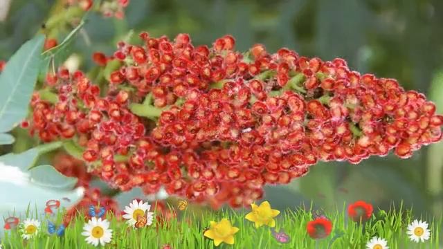 Сумах гладкий Лациниата ? Обзор: посадка и уход. саженцы сумаха Лациниата: описание и особенности смотреть онлайн