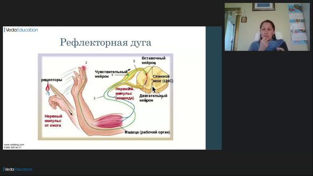 Мудры в йогатерапии