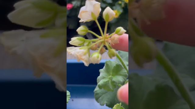 Два признака стресса черенков пеларгонии после пересылки смотреть онлайн