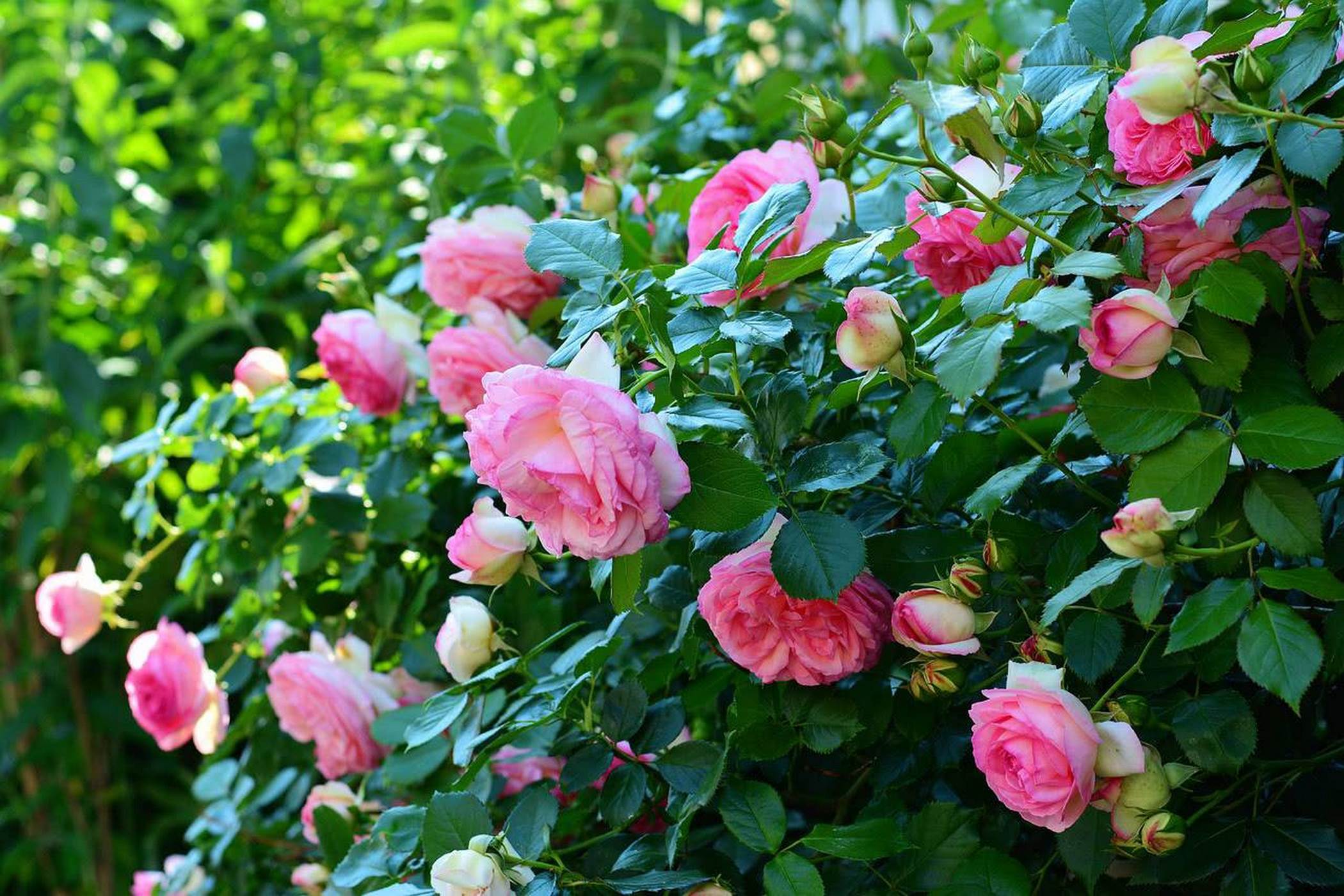 Красивый куст роз