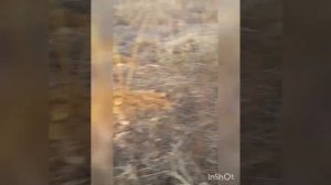 Разбиваем цветник на целине