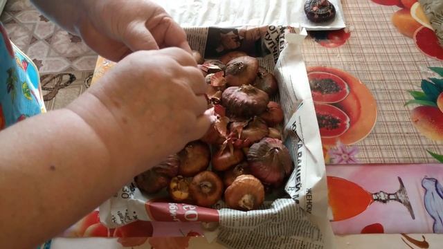 Гладиолусы из погребка смотреть онлайн