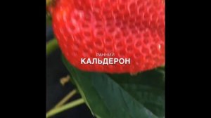 Кратко о ранних сортах клубники Зефир, Аллегро, Кальдерон