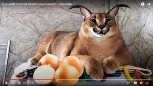 шлепа большой руский кот