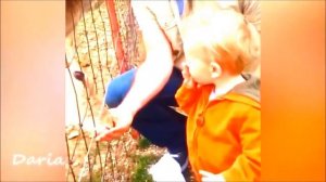 Прикольные моменты с детьми и животными