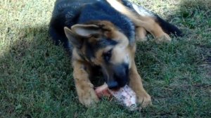 Щенок немецкой овчарки в 4 месяца на день рождения  получил в подарок кость!!