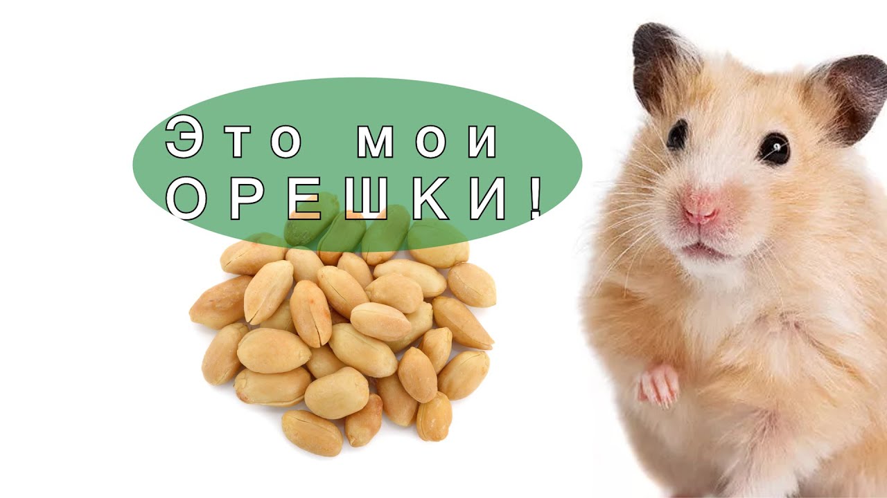 Арахис. Что Будет с Организмом Если Ежедневно Употреблять Арахис_