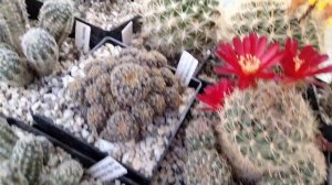 Кактусы.Стромбокактус красноцветковый,лобивия,турбиникарпус,маммилярия Дювей,эхинопсисы гибридные.