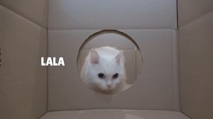 Box Maze Challenge! Think Outside the Box! | Kittisaurus