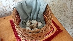 начали нестись гуси. собираю гусиные яйца