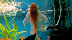 Сомик анциструса(самка) чистит стекла в аквариуме.