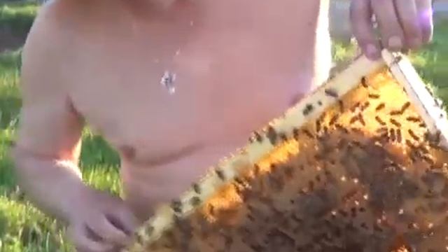 работа со среднерусской пчелой смотреть онлайн