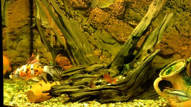 Аквариум с очень красивыми тропическими рыбками и сомом. (120 литров) смотреть онлайн