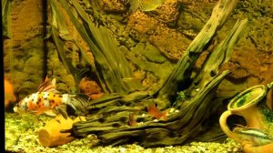 Аквариум с очень красивыми тропическими рыбками и сомом. (120 литров)