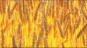 Нижняя Тавда  - территория успеха