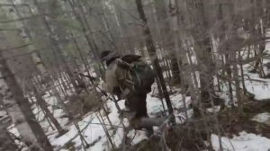 Охота на медведя с лайками май 2020