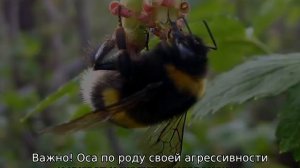Оса, пчела, шмель, шершень — отличия