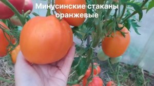 Коллекционные томаты сезона 2022.