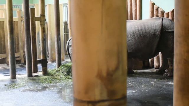 Чехия. г. Пльзень. Лемур украл еду!!! смотреть онлайн