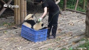 Must Watch 4 ! Pandas And Their Antics | iPanda