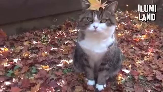 ВСЕ КОТЫ ГОВОРЯТ )))😂😂😂 ПОДПИШИСЬ НА КАНАЛ АРИШКА СИМАХИНА 😄 смотреть онлайн