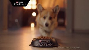 Реклама Purina Pro Plan в ТС Любимцы #1