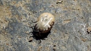 Таёжный клещ (Ixodes persulcatus)