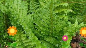 Щитовник мужской Криспа Кристата. Краткий обзор, описание характеристик Crispa Cristata