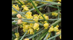 Реликты черноморского побережья Кавказа