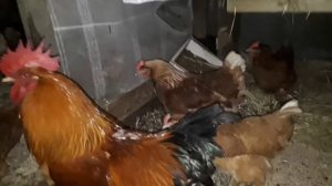 Интересная кормушка для кур зимой.