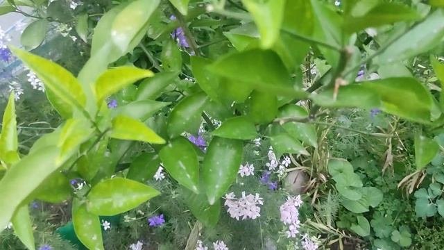 как вырастить апельсин из косточки и как я  удалил щитовку из растения
