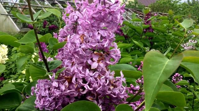 сорт сирени S. v Тимирязев смотреть онлайн